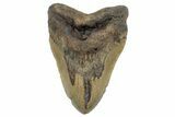 Bargain, Fossil Megalodon Tooth - North Carolina #298778-1